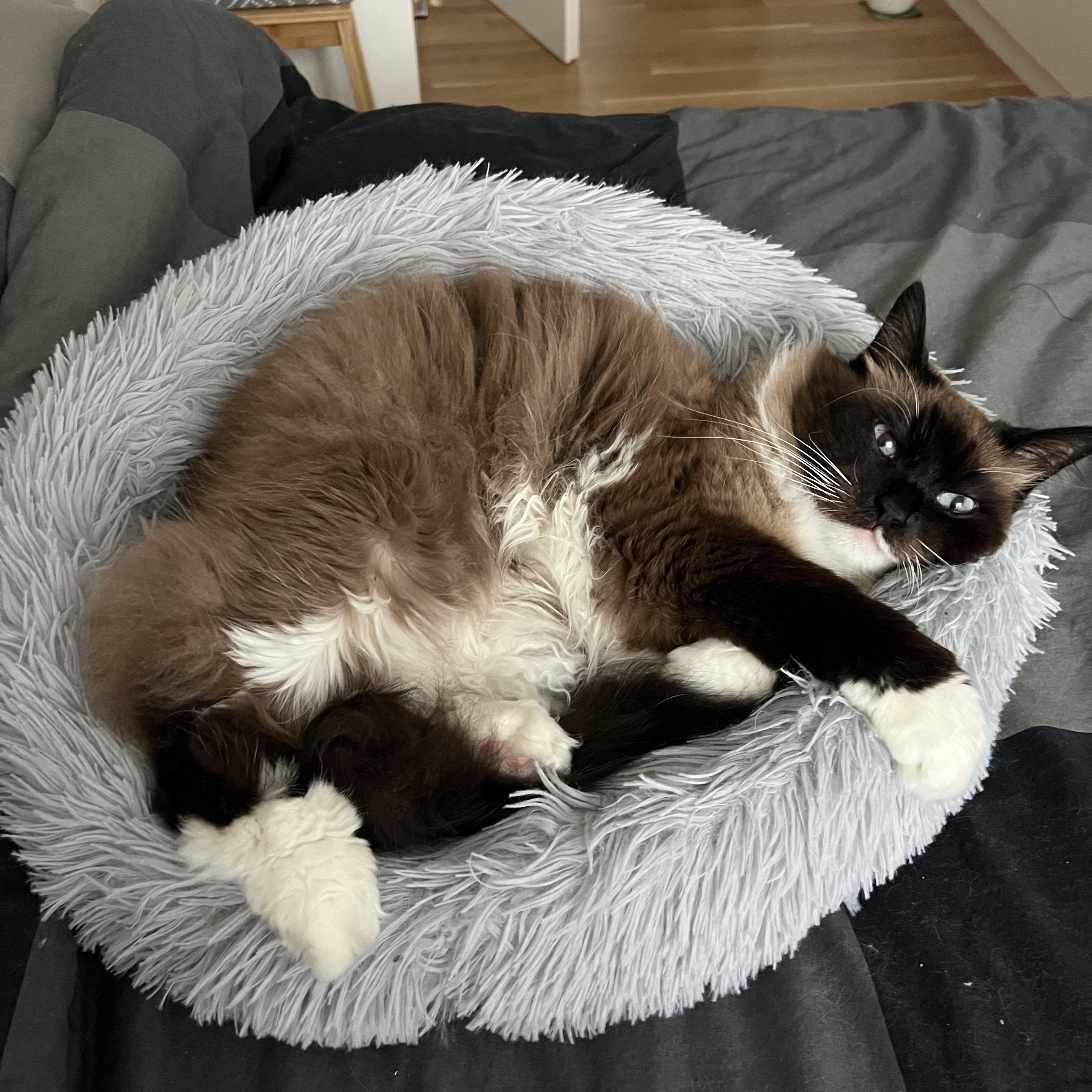 Nikki in cat bed